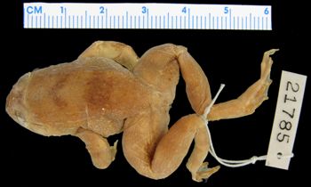 Media type: image; Herpetology A-21785